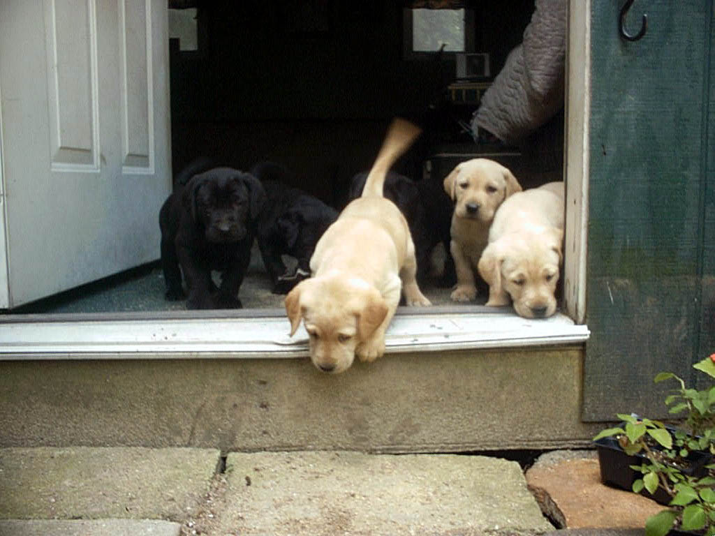 pups in door