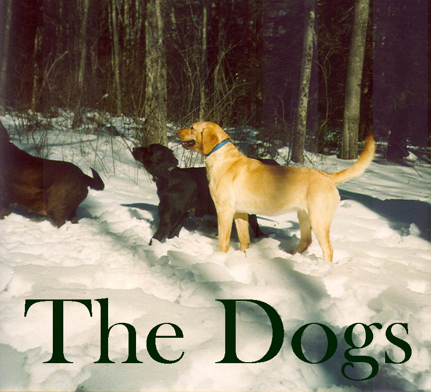 Meet the Dogs